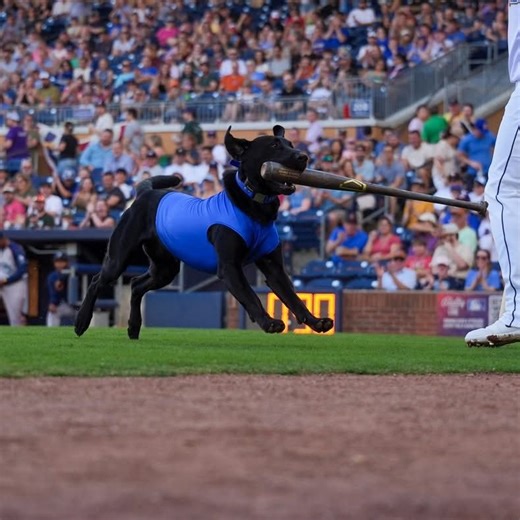 Dog Who Retrieves Bats At Baseball Games Always Gets The Loudest Cheers