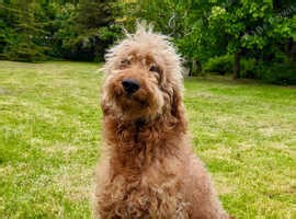 LAST BOY - REDUCED. Standard Irish Doodle Puppies - £750