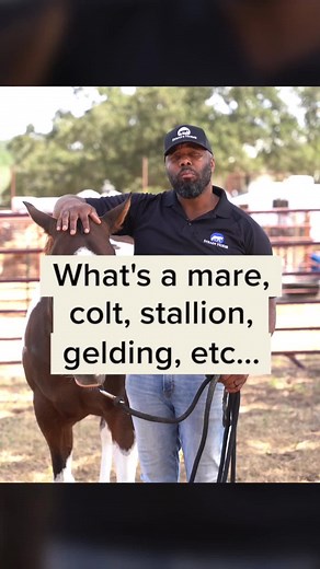 Steady Horse on TikTok