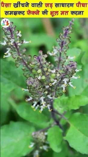 पैसा खींचने वाली जड़ ? साधारण पौधा समझकर फेकने की भूल मत करना // Plant benefits #shorts