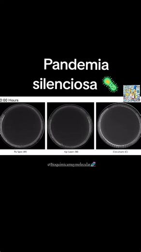 A ver de qué cuerpo sale más correa. Observamos en este experimento de cocultivo, se da una competencia entre Pseudomonas aeruginosa (Pa) puede expulsar a su competidora, Klebsiella pneumoniae (Kp). Interesante 🦠🤯. Los leemos en los comentarios. #bioquimicamuymolecular #biologia #ciencia #universidad #bacteria | Bioquímica muy molecular