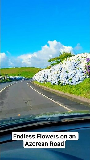 Endless Flowers on an Azorean Road