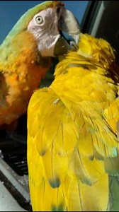 7.8K views · 301 reactions | You can tell when a bird is preening by how they rub their head around the preening gland and carry it with their beaks from the follicle to the very end of the feather #preening #feathers #featheredfriends #parrots #birdlife #birdtricks #healthypets | BirdTricks | Facebook