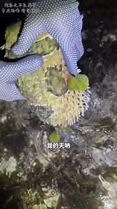 阿曼荒岛生存第一集，来到地形复杂，环境恶劣的海鸥岛，开启新的一期荒岛生存挑战，登上岛顶，深入峡谷，一探究竟#户外#荒岛生存
