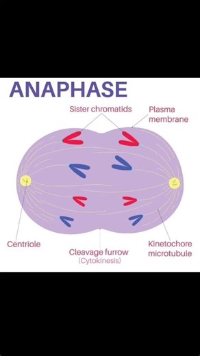 step by step biology on Instagram: "🧬 Anaphase in Action! Chromatids are pulled apart to opposite poles—getting ready for two new cells! ✨ 🌱 Telophase Explained! The nucleus reforms, and the cell is almost ready to split into two! 🔬 👉 Struggling with mitosis? Our online biology classes break it down step by step—easy & fun! DM to enroll #Anaphase #CellDivision #Mitosis #BiologyMadeEasy #OnlineBiologyClass #ScienceStudents #LearnWithVisuals #BiologyOnline #StudyWithUs #BiologyIsFun #Telophase