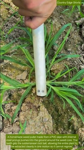 🪵🪤 DIY Weed Root Extractor: PVC Tube Claw Pulls Deep Taproot From Soil
