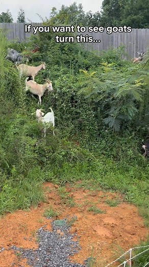 656K views · 14K reactions | The wait is over… the timelapse is live, the space is cleared, and their possibilities are endless!  #yardunlocked #timelapse #goatscaping #thegoatgrazers | The GOAT Grazers | Facebook