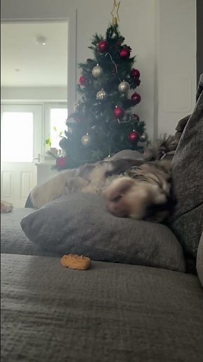 Cockapoo Doesn't Trust That Nugget || ViralHog