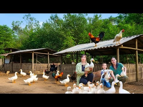 How to make bamboo chicken and duck coops - Digging cassava, cooking pig food, taking care of pets