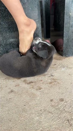 Puppy like to play with humans #puppy #dog #cute #animals #shorts