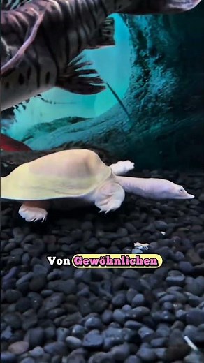 Albino‑Bulus 🐢 – die seltene Weichschildkröte!