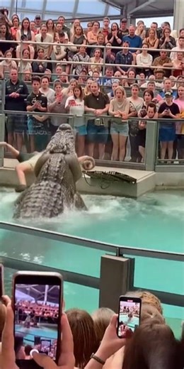 Croc Jumps Out & Grabs Feeder’s Arm! #animals #lionattack #wildanimals #wildlife #animalattack #lion