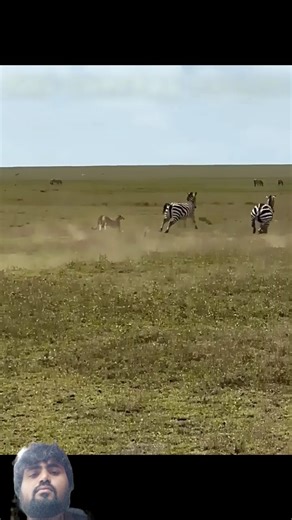 The Zebra Survived for This One Reason#wildlife#animals#shorts