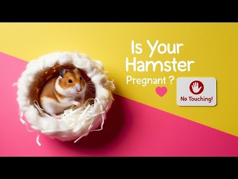 "Pregnant Hamster? 10 Key Behavior Signs & How to Care for Her! 🐹"
