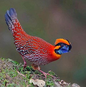 Dans les forêts montagneuses brumeuses d’Asie, un oiseau semble tout droit sorti d’un conte ancien. Le Tragopan de Temminck (Tragopan temminckii) est l’un des faisans les plus spectaculaires au monde, mais aussi l’un des plus discrets. Le mâle, d’environ 64 cm, arbore un plumage roux et orange éclatant, ponctué de larges taches blanches qui brisent sa silhouette dans les sous-bois. Lors de la parade nuptiale, il révèle son secret le plus étonnant : une peau faciale bleu vif, un large fanon bleu