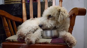 Dog, Indoor, Sheepskin, Chair