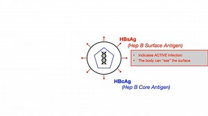 Hepatitis B Serology_Interpretation