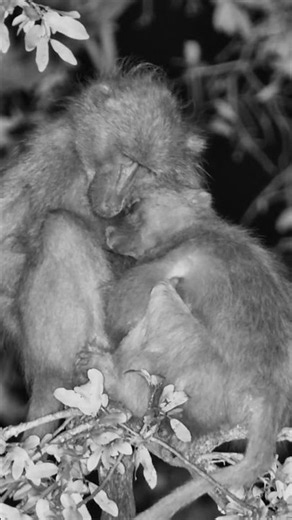 Baboon Bedtime Looks Surprisingly Cosy 🥹