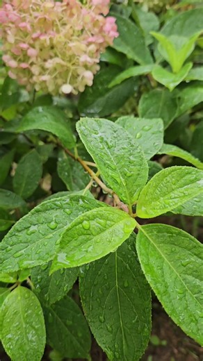 [나무수국] 비 오는 날, 잎 위로 흐르는 빗방울 | Rain on Hydrangea, Korea