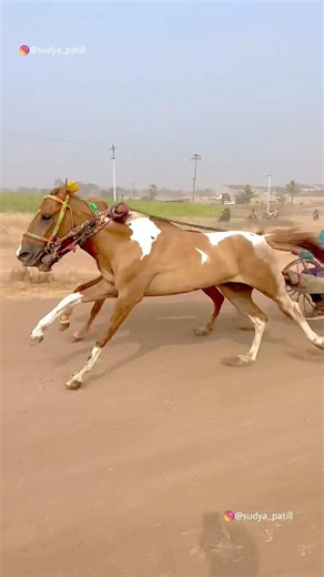 Ghoda gadi race Kolhapur 😱❤️‍🔥 || घोडा गाडी शर्यत || घोडा शर्यत कोल्हापूर || #shorts