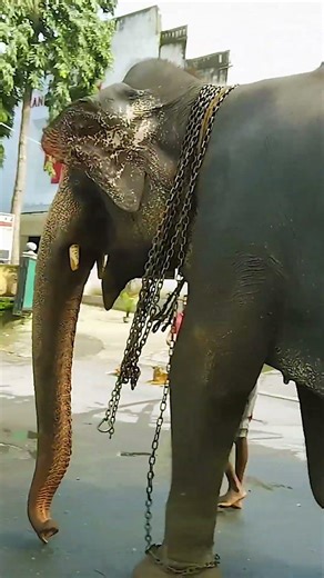 Sacred Elephant Walking to Temple of the Tooth 🐘✨ | Kandy Sri Lanka | Kandy Lake Part 3