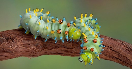 The 12 Largest Caterpillars in the World