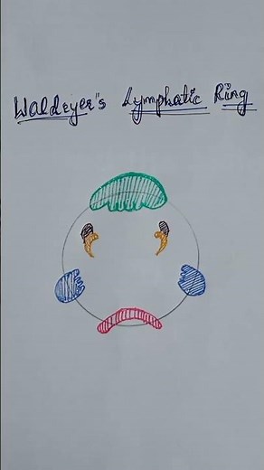 “Waldeyer’s ring simplified” | Anatomy in 55 seconds 🧠#colourtheory #anatomy #bds #ytshorts