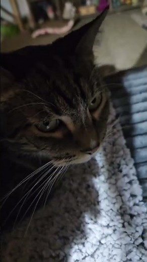 Best Heating Pad for Cats #CatCare #CatHeatingPad #HeatedCatBed #CatLovers