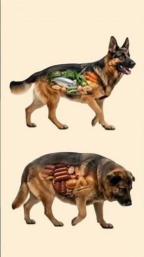 German Shepherd Diet Difference 🍖🐶 #diet #dogfood #dogdiet #germanshepherd #dogshorts #gsd #dog