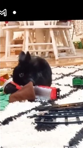 christmas, Bunny Binky, Dinky and Shroom and Suzie