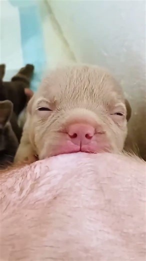 행복을 주는 강아지 / 幸せを運ぶ子犬 #KoreaPuppies #JapanDogs