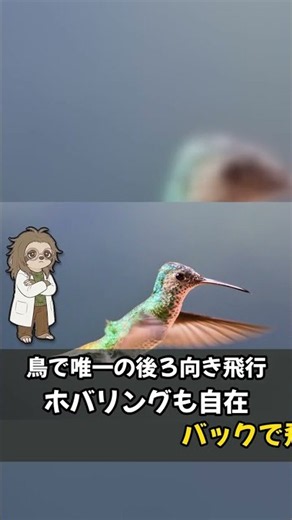 体重2gしかないマメハチドリの雑学3選