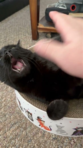 Chocolate say "The answer is None!!!!!!" hhhhhhh #shorts #cat #cute #funny