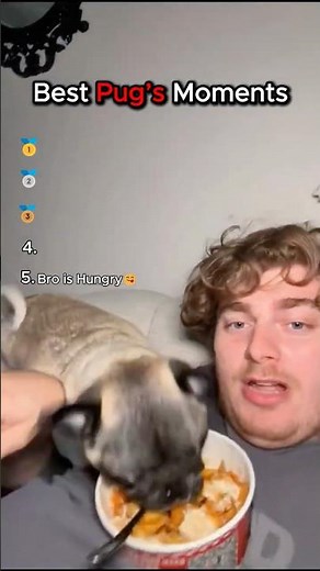 Ranking Best Pugs Moments #funny #dogs #shorts