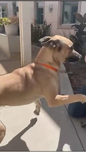 Teddy the lovable Bear! ID 737695 at Animal Friends of the Valleys, Wildomar, CA | Friends of AFV