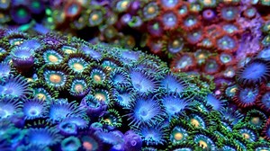 Australia's largest coral farm focuses on spawning as scientists search for the most resilient species