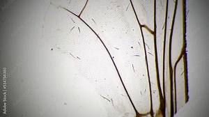 Fly wing filmed under microscope with 40 times magnification on bright field background. Microbiological study of insect in the genetic laboratory. Experiments with body part of bug. Entomology theme.
