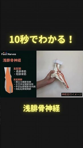 10秒でわかる！浅腓骨神経 #ptタイガー #理学療法 #足病学 #日本足病学協会