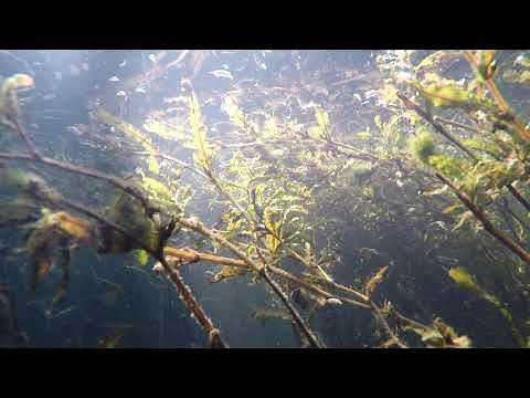 Scuds Swimming Everywhere