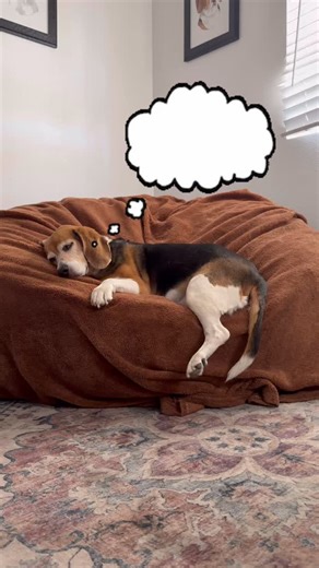 My sweet Cheyenne 💤 What does your Regal Beagle dream about? 😆 | Regal Beagles of San Diego