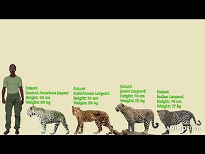 Leopards VS Jaguars Size Comparison