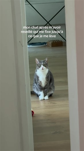 et j’ai coupé 1mn 😭 #cat #chat #reveil