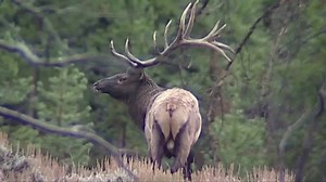 What will hunting season be like this year? Montana FWP weighs in