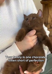 Chocolate kittens for life 🍫🐾 #Cats #Kittens
