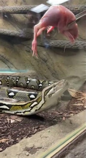 Reticulated Python Feeding Moment – Zoo Visitors Watching #animalworld #nature #wildanimals