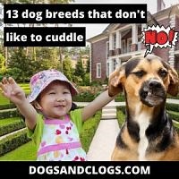 13 Dog Breeds That Don’t Like To Cuddle (2023) - DogsAndClogs