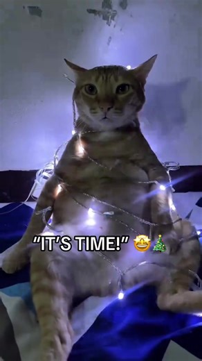 Christmas Cat Videos: Festive Fun and Humor