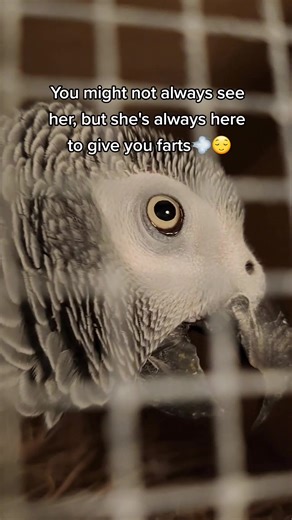 Hilarious Birds: Exploring the World of Bird Farts