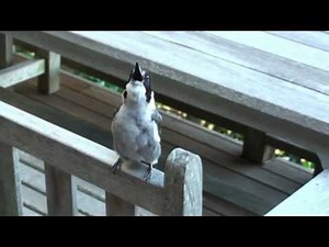 Butcher bird loud song
