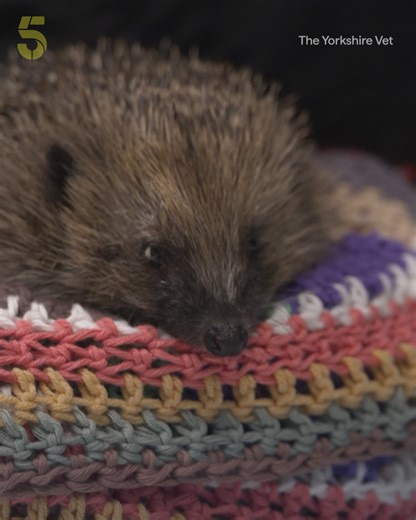 It's been a prickly few days for poor little Tilly the hedgehog, so the Yorkshire vets take drastic action, removing an eye to save her life 🦔 🙏 The Yorkshire Vet. Watch | Stream on 5 | Channel 5